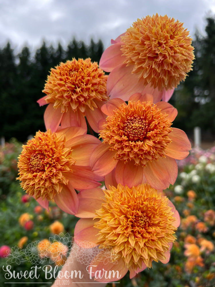 Sandia Brocade