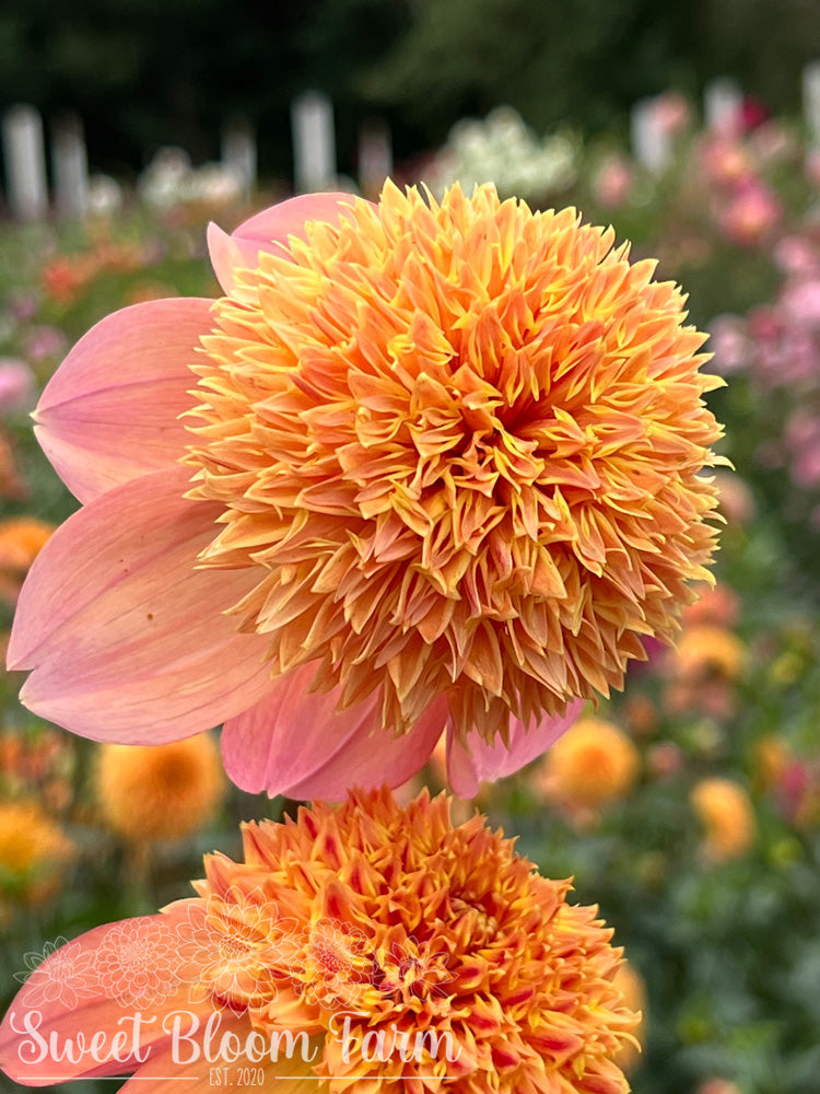 Sandia Brocade